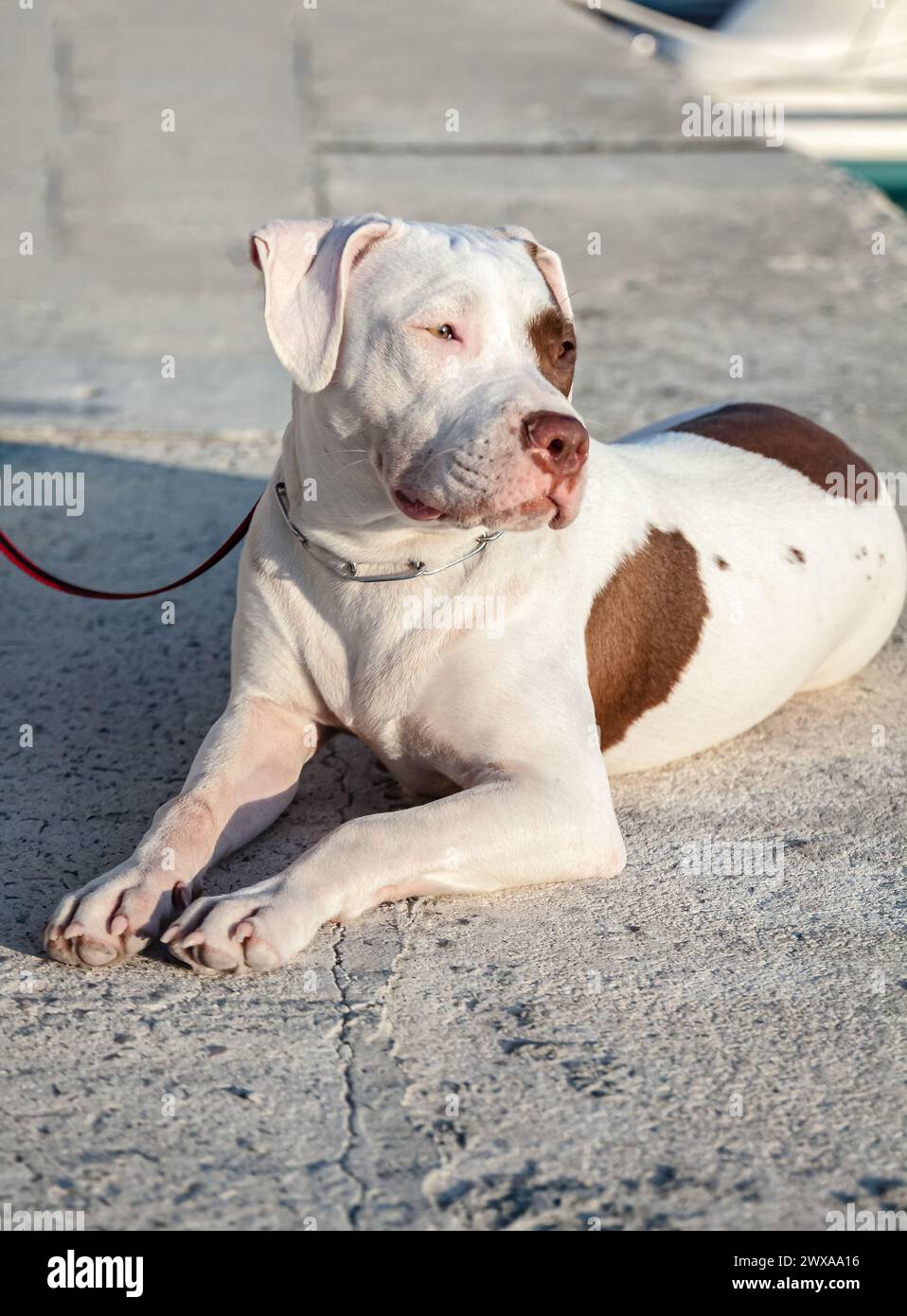 Cute pit bull, white with brown spots with an expressive look. Selective focus with shallow depth of field. Stock Photo