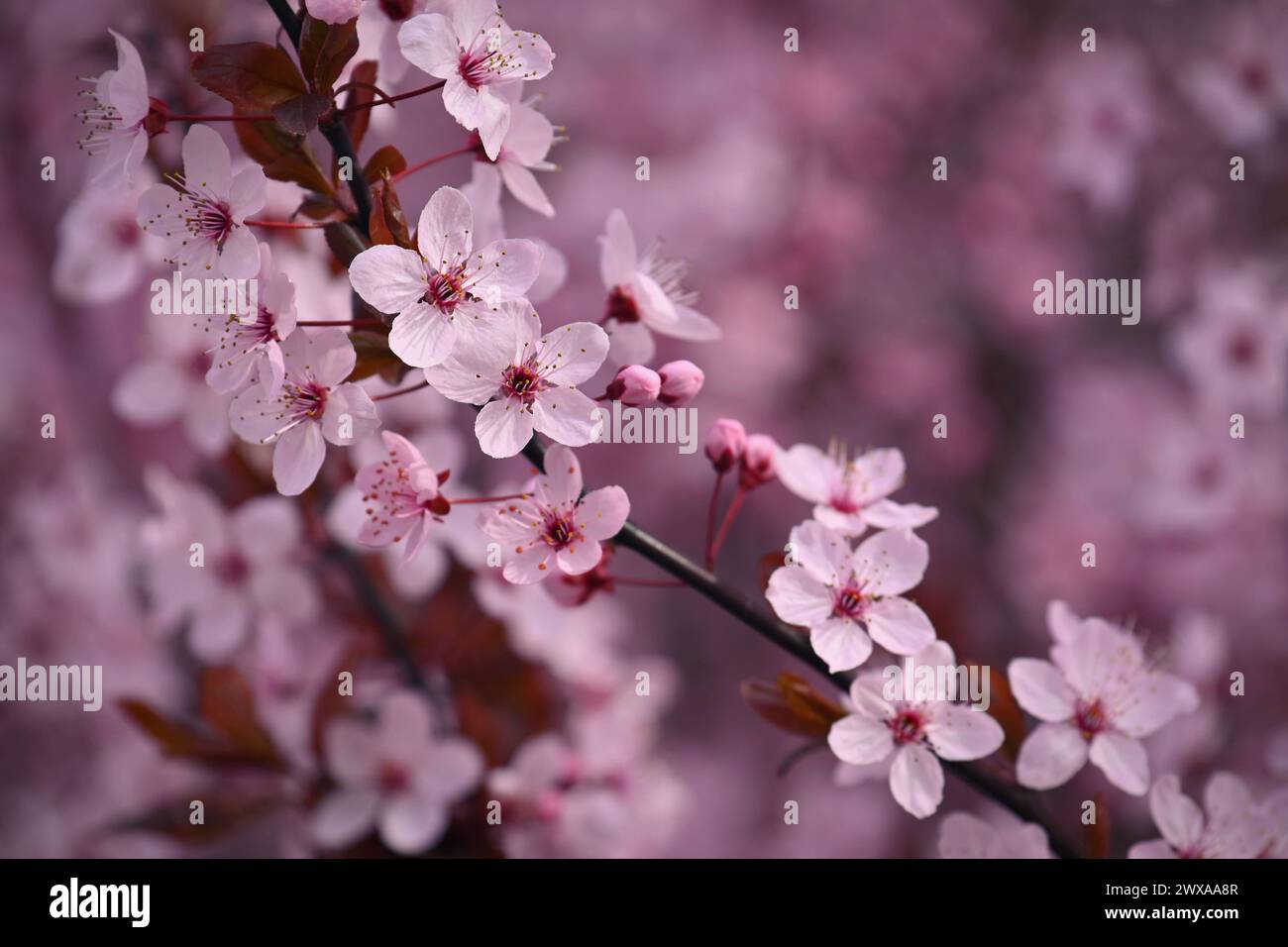 Springtime - Beautiful flowering Japanese cherry - Sakura. Background with flowers on a spring day. Stock Photo