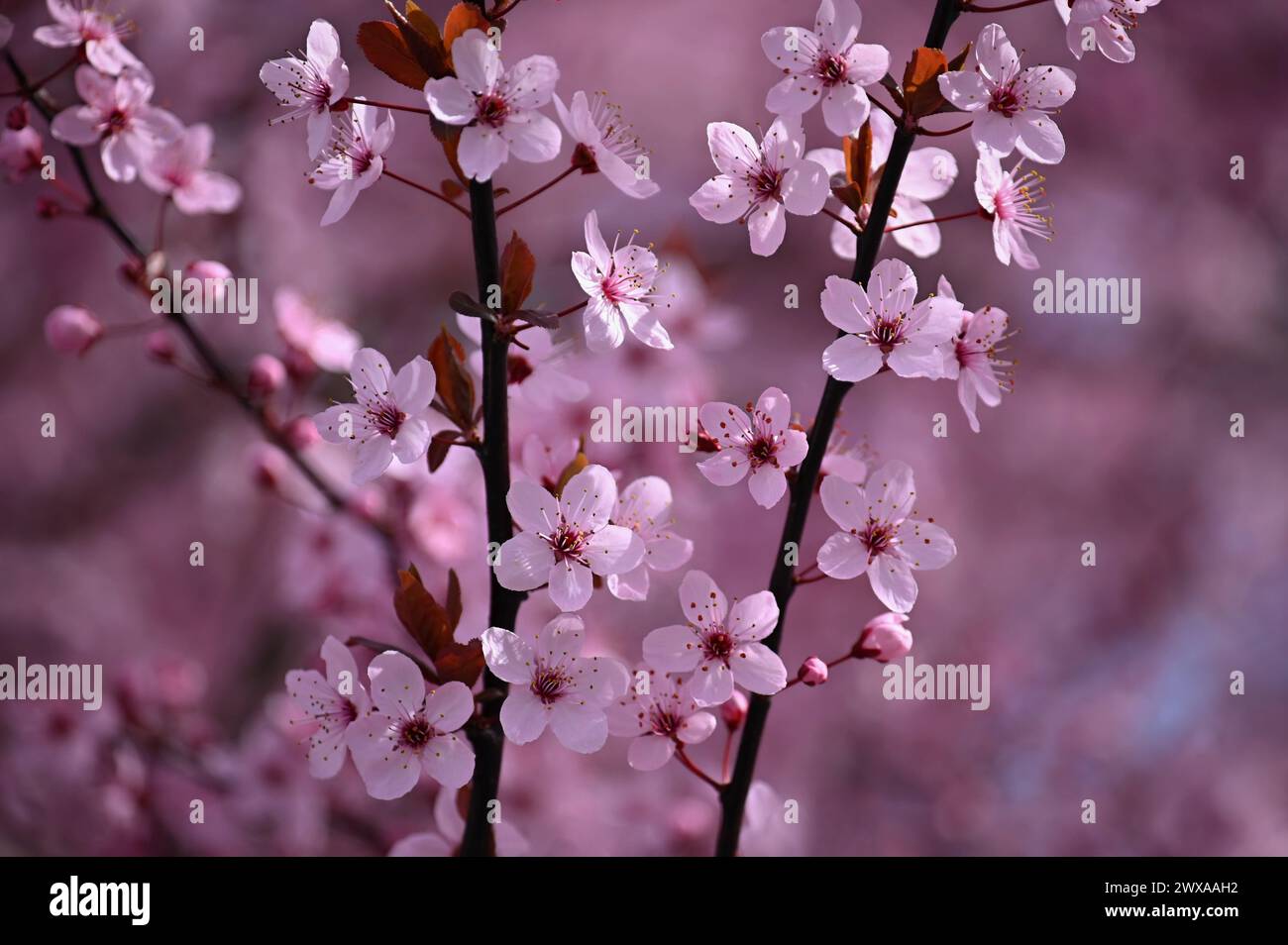 Blossom tree. Nature background. Sunny day. Spring flowers. Beautiful Orchard. Abstract blurred background. Springtime. Stock Photo