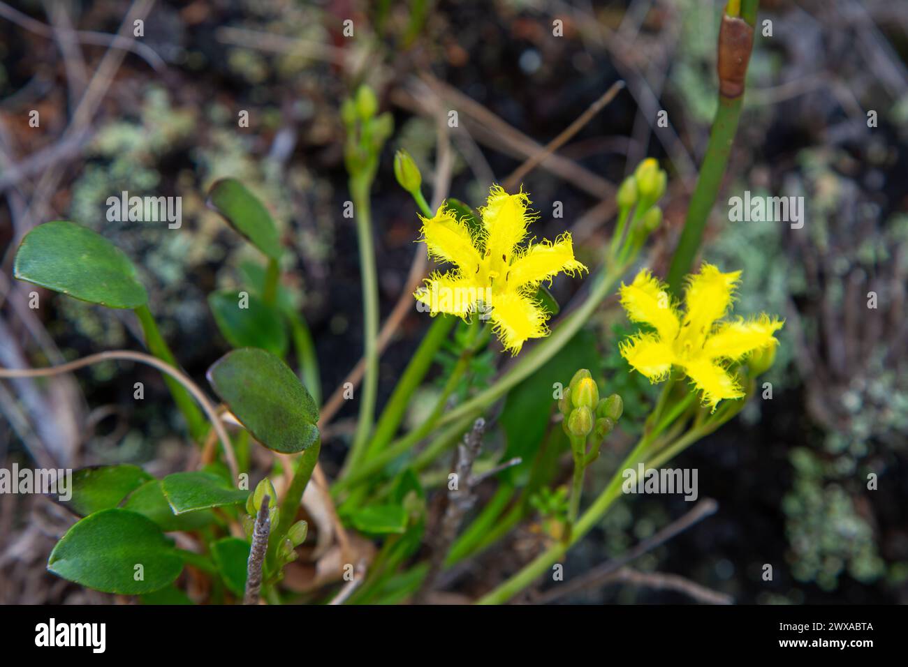 Villarsia capensis in the mountains near Hermanus, Western Cape of South Africa Stock Photo