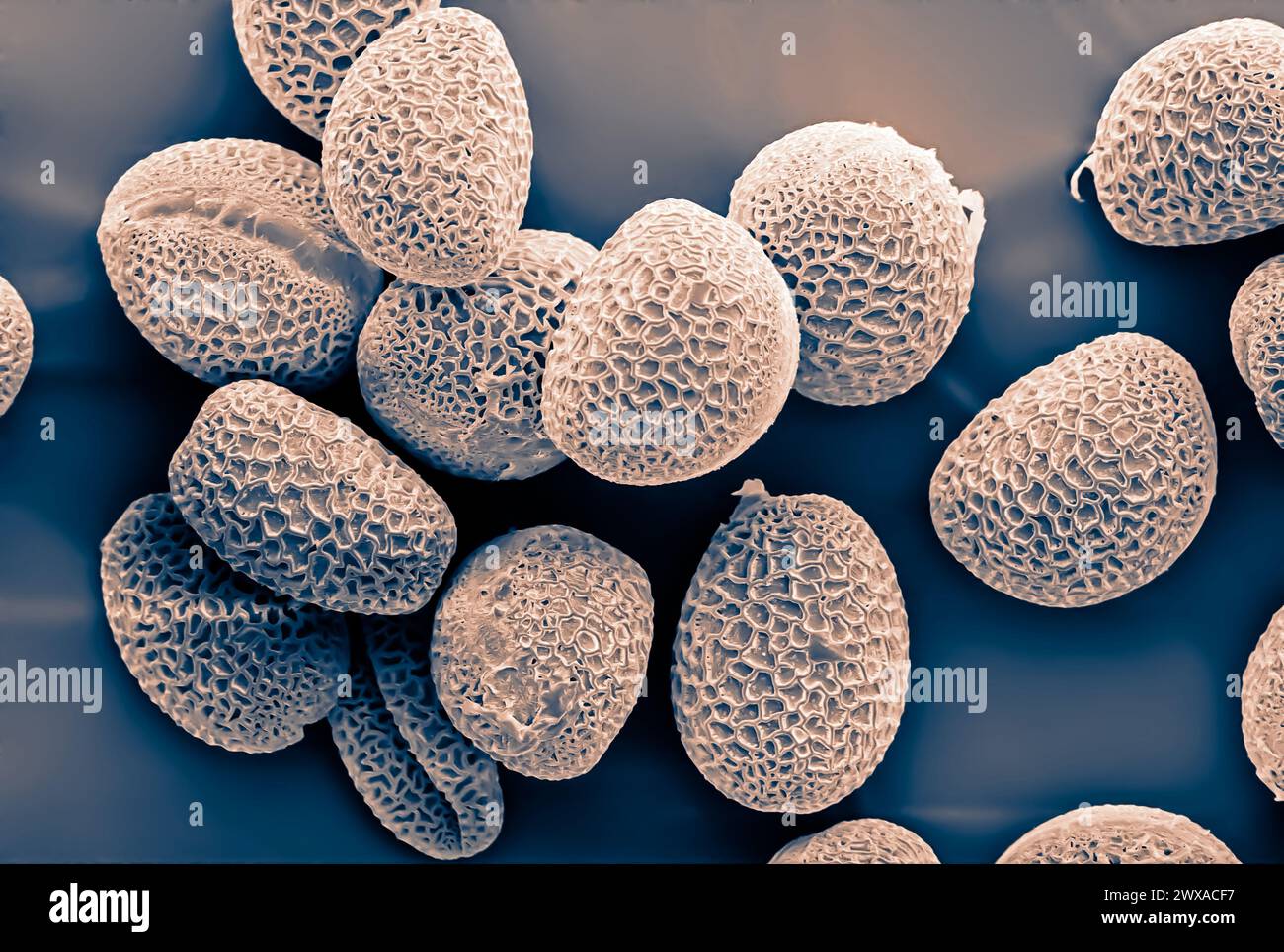 pollen grains photographed with an electron microscope. Stock Photo