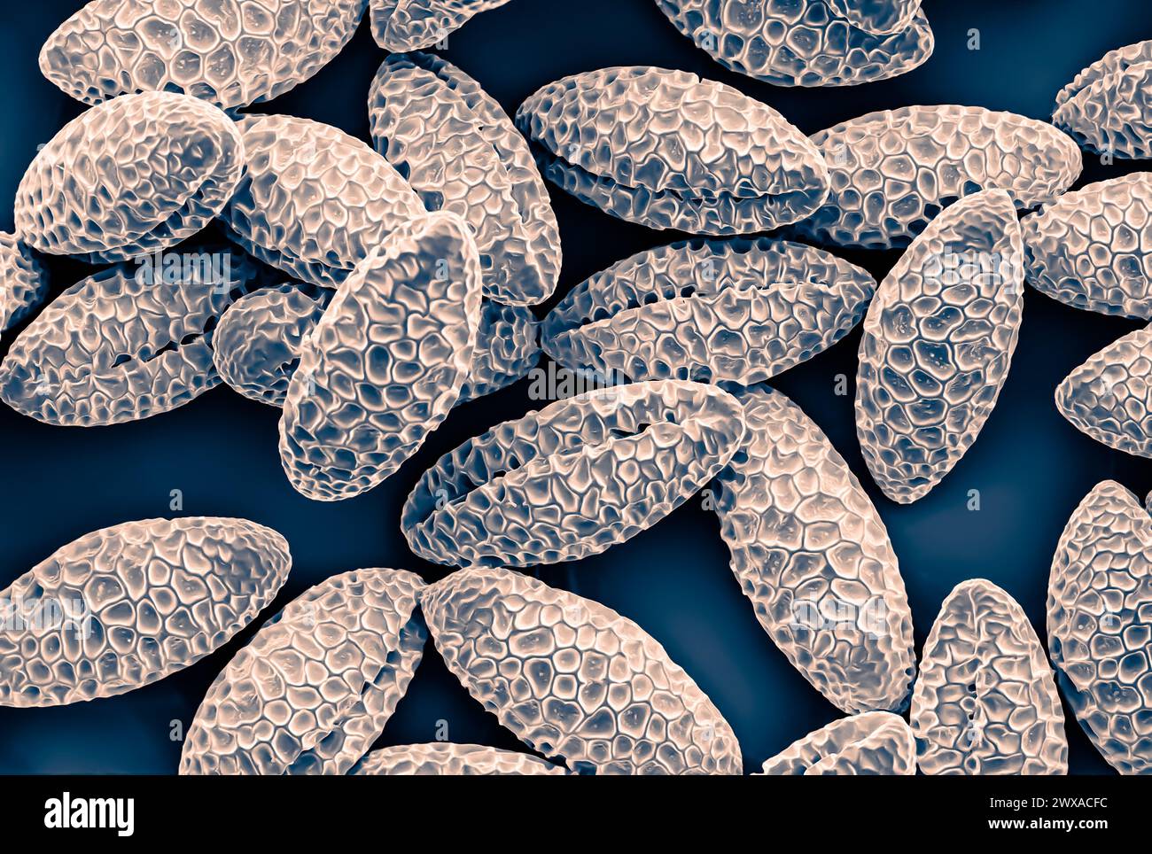 pollen grains photographed with an electron microscope. Stock Photo