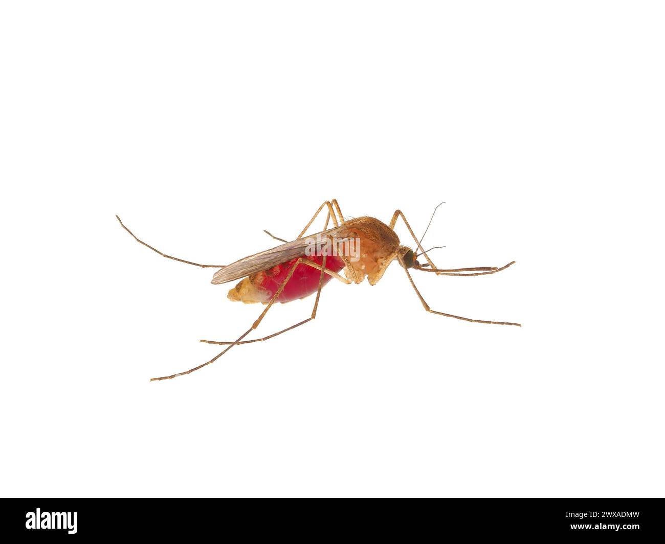 Inland floodwater mosquito full of blood isolated on white background, Aedes vexans Stock Photo
