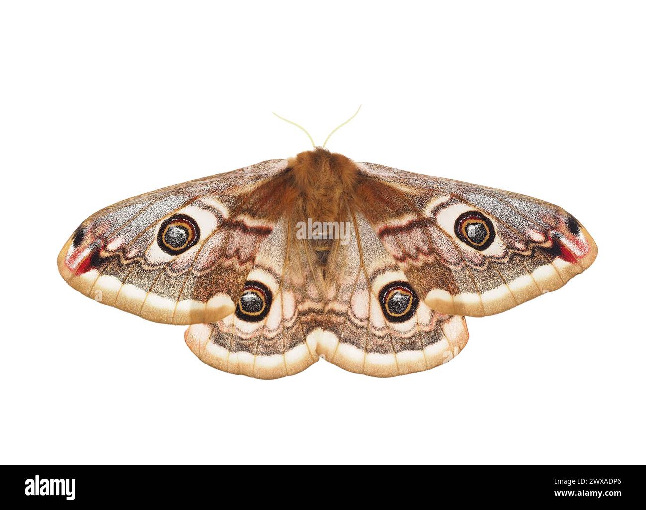 Small emperor moth isolated on white background, Saturnia pavonia Stock Photo