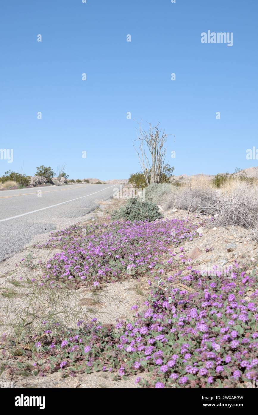 Fields of desert sand verbena flowering in the spring Stock Photo