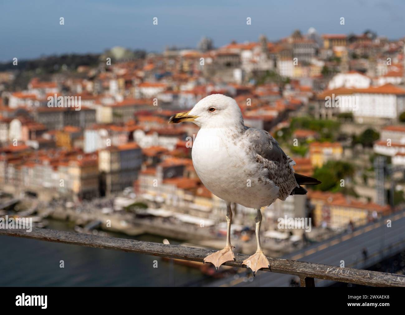 A close-up of a seagull white plumage and yellow beak in focus, with the picturesque Ribeira district in the background, Porto, Portugal. Stock Photo