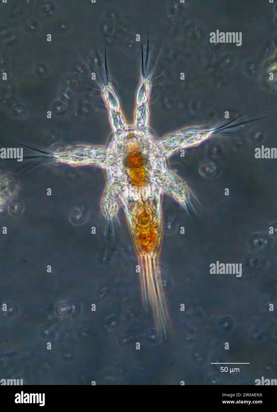 Marine copepod nauplius larvae (dorsal view) sampled from surface water, south-western Norway in March. Stock Photo