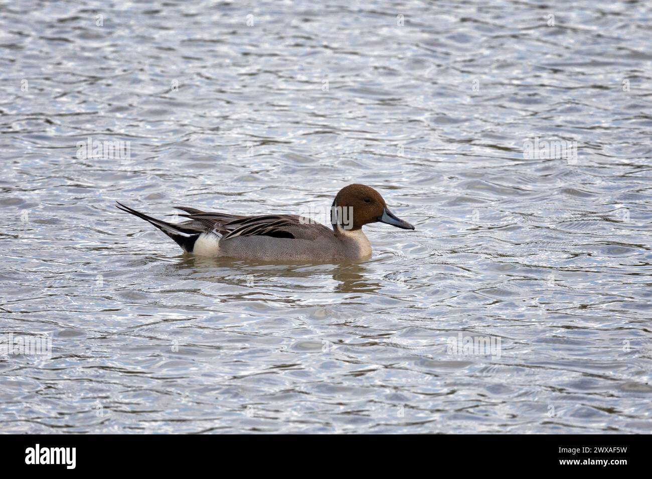 Male Northern pintail swimming on water Stock Photo