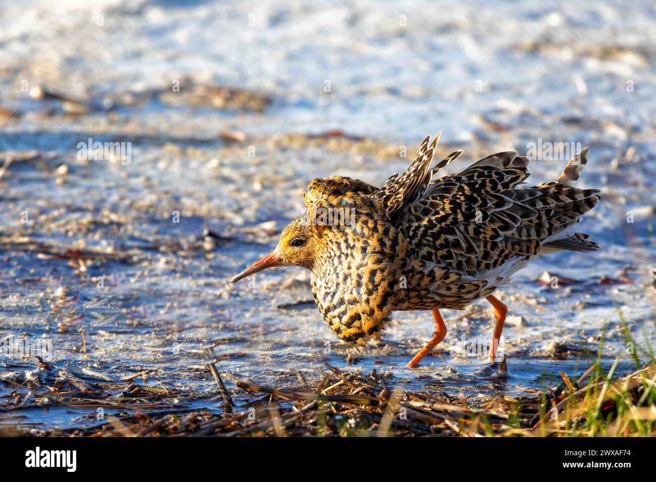 Male Ruff (bird) in breeding plumage stands on the shore of the lake Stock Photo