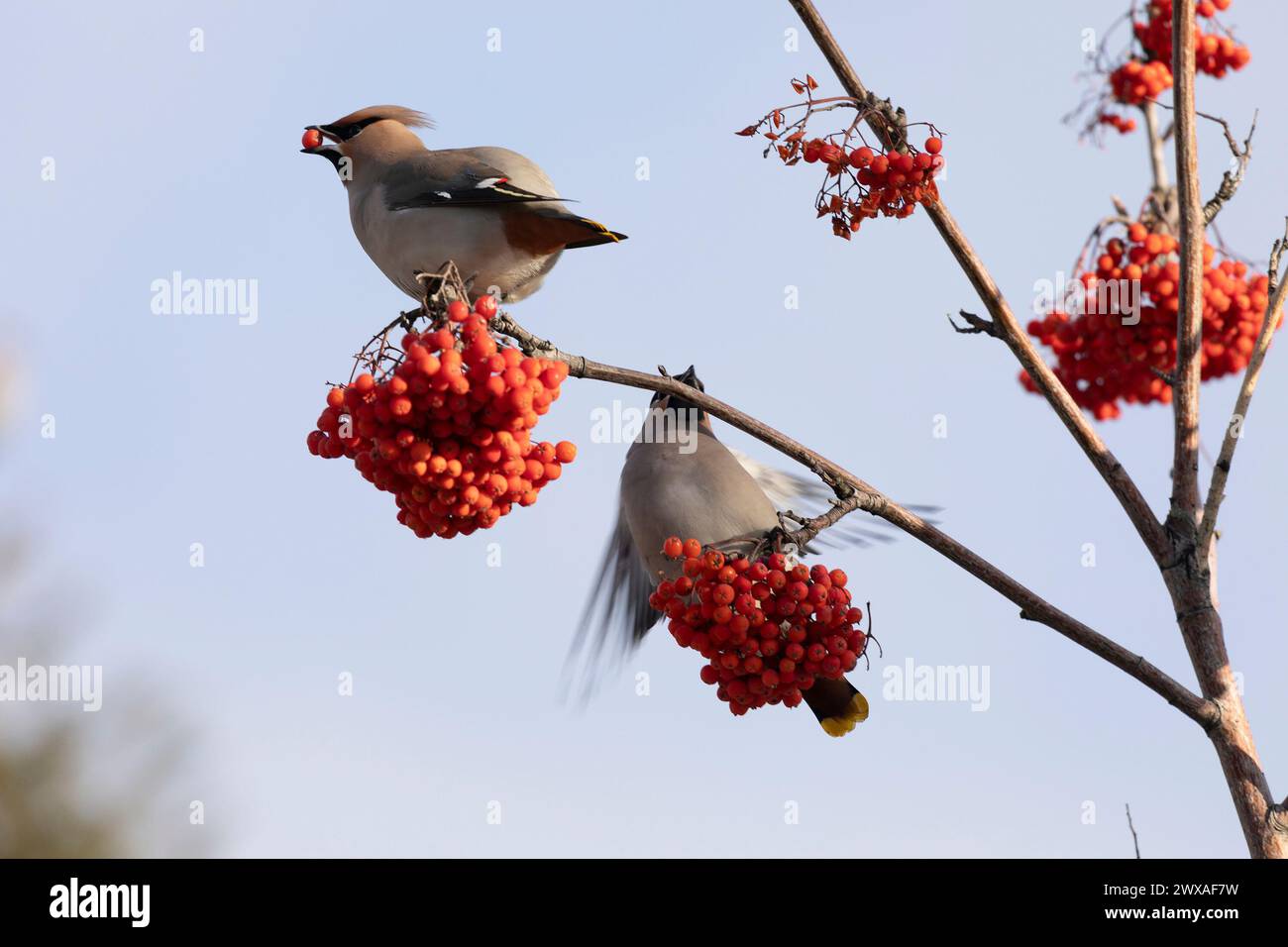 waxwing winter passerine bird feeding on berries Stock Photo
