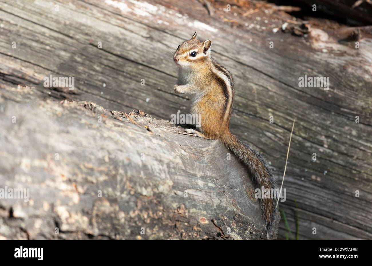 Chipmunk sits on a log close up. Summer day Stock Photo