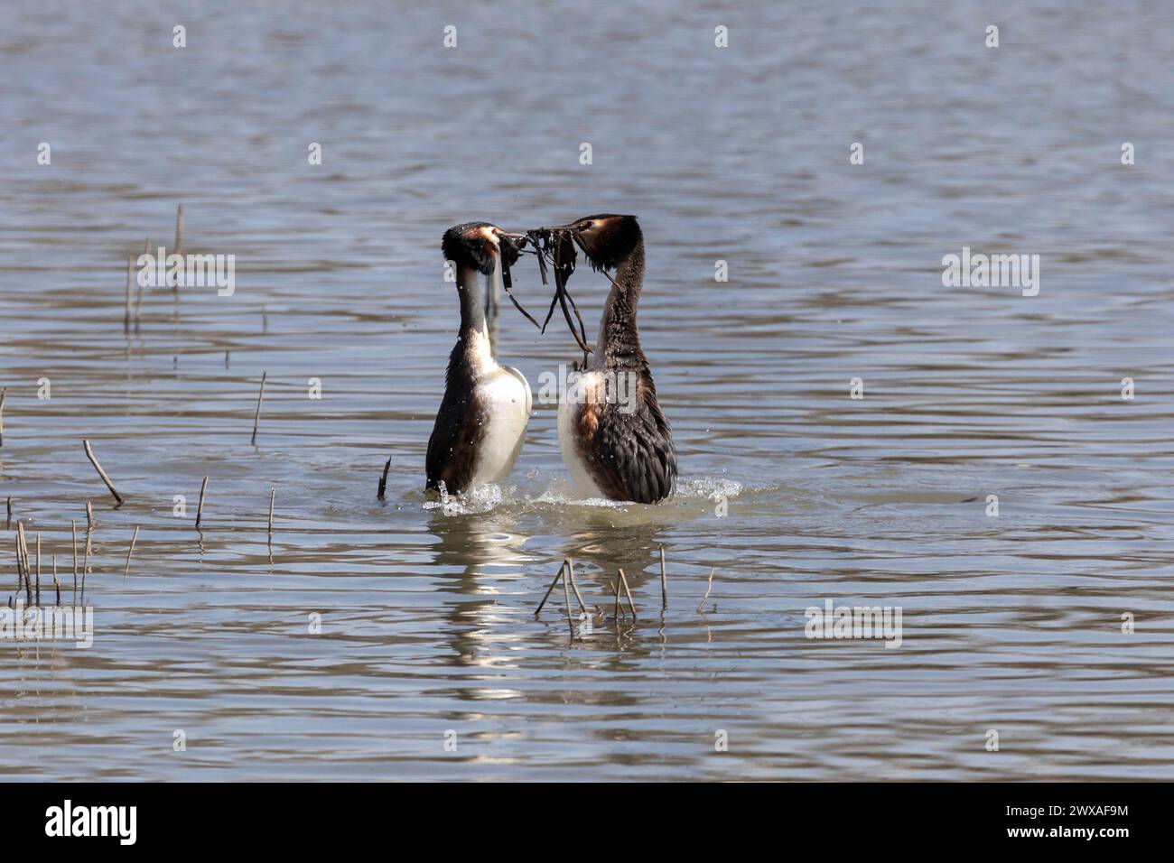 A couple of great grebes swim on the lake Stock Photo