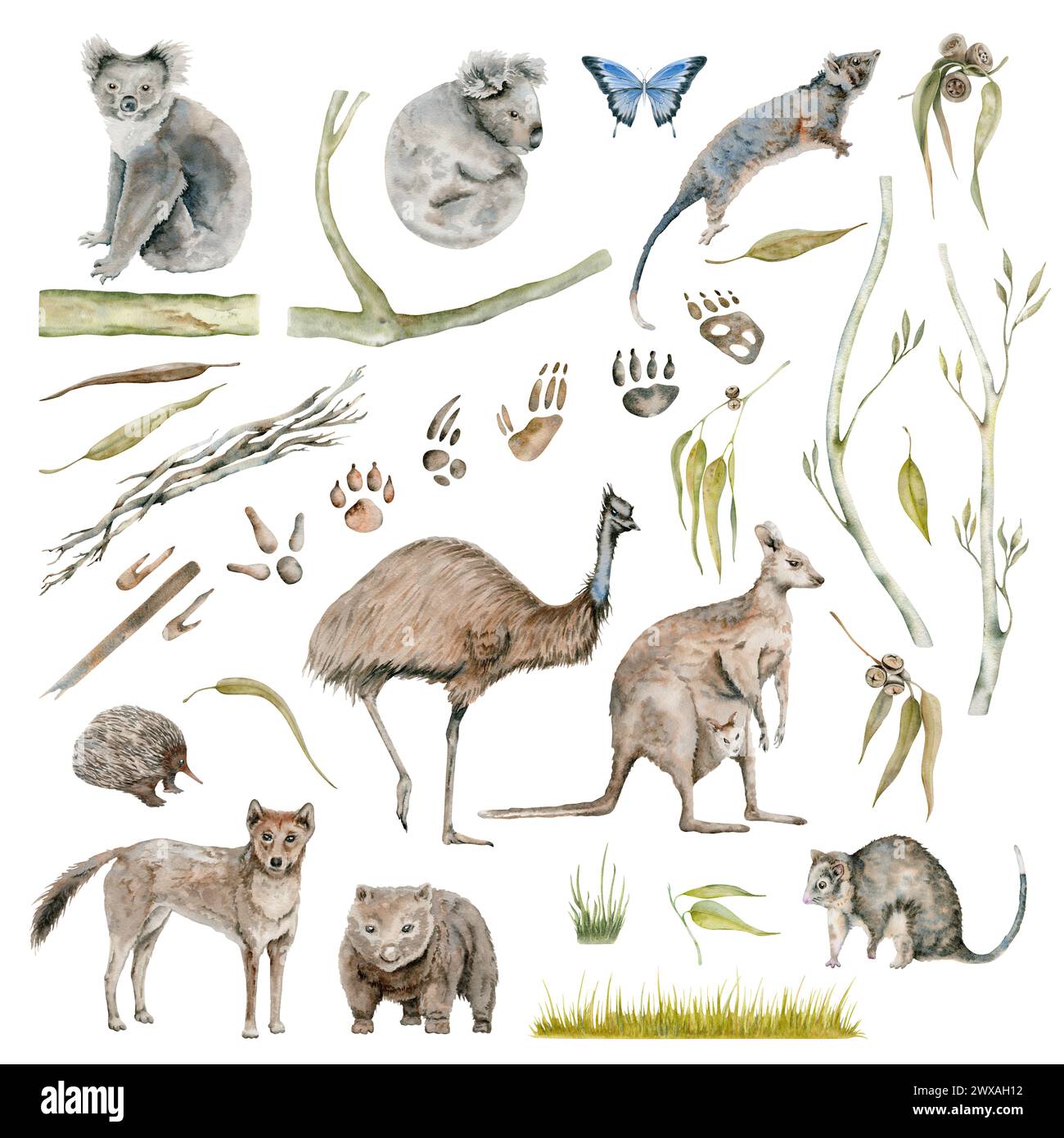 Australian endemic animals collection with koala and kangaroo. Emu, butterfly with wombat, echidna and dingo illustrations. Hand drawn watercolor paw Stock Photo