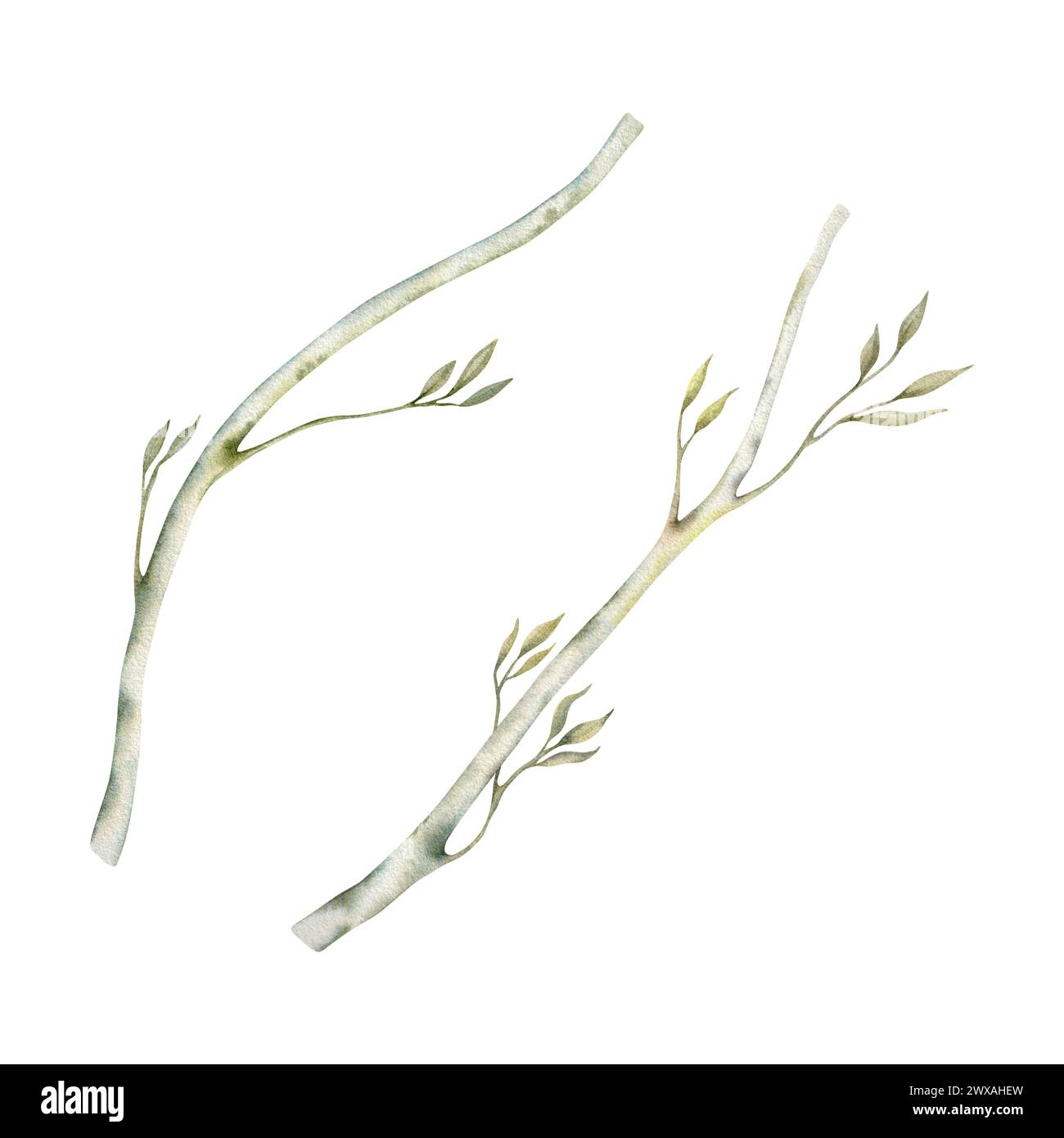 Abstract tree branches. Elegant green and dry foliage. Watercolor illustration isolated on white background. Hand drawn botanical elements for nature Stock Photo