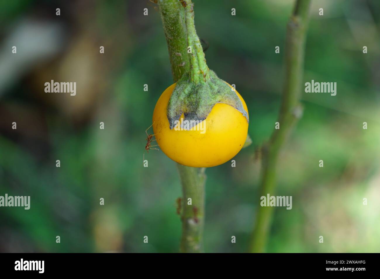 Solanum insanum hi-res stock photography and images - Alamy