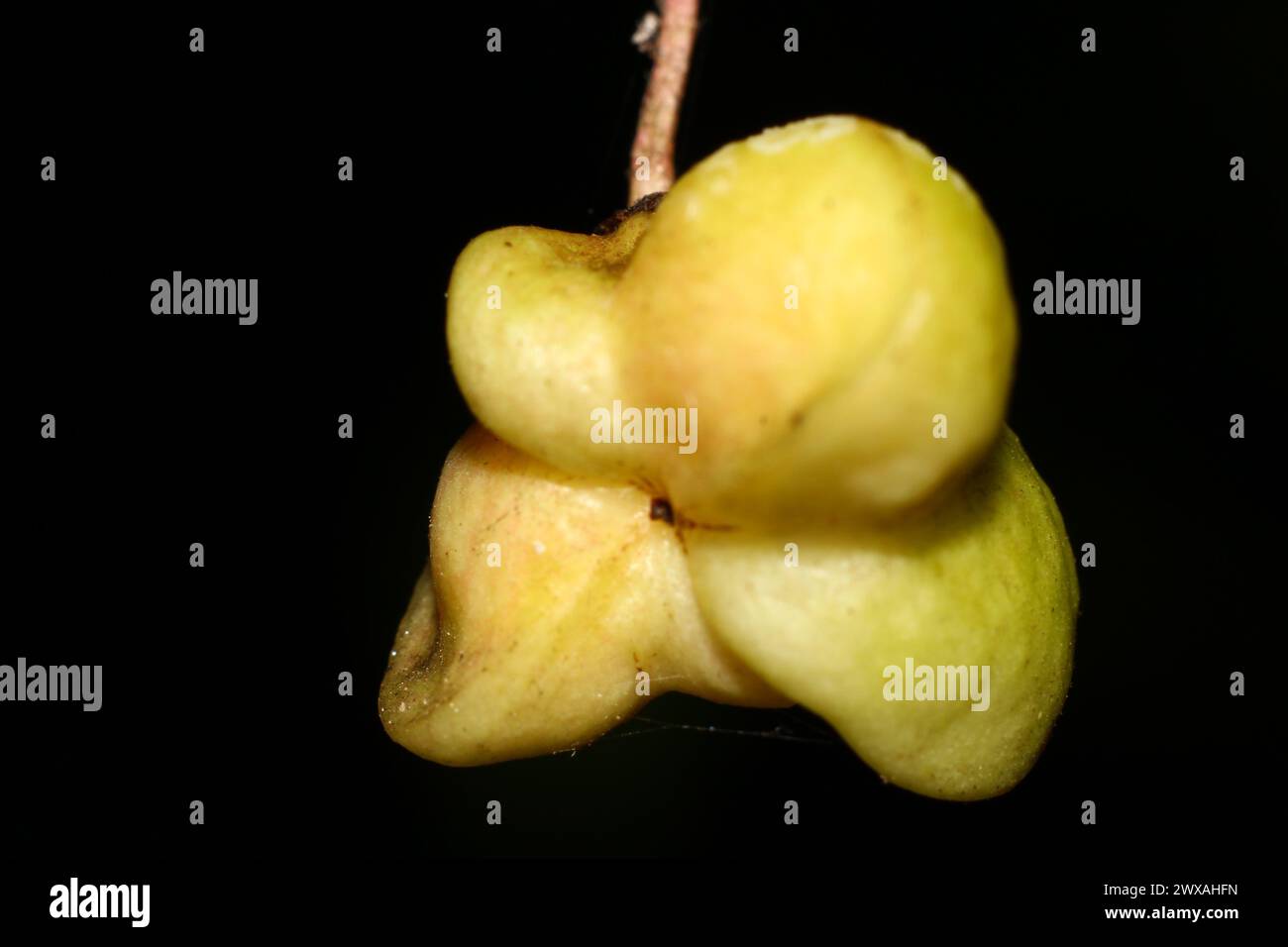 Unripe poisonous fruits of Euonymus warty (Euonymus verrucosus) Stock Photo