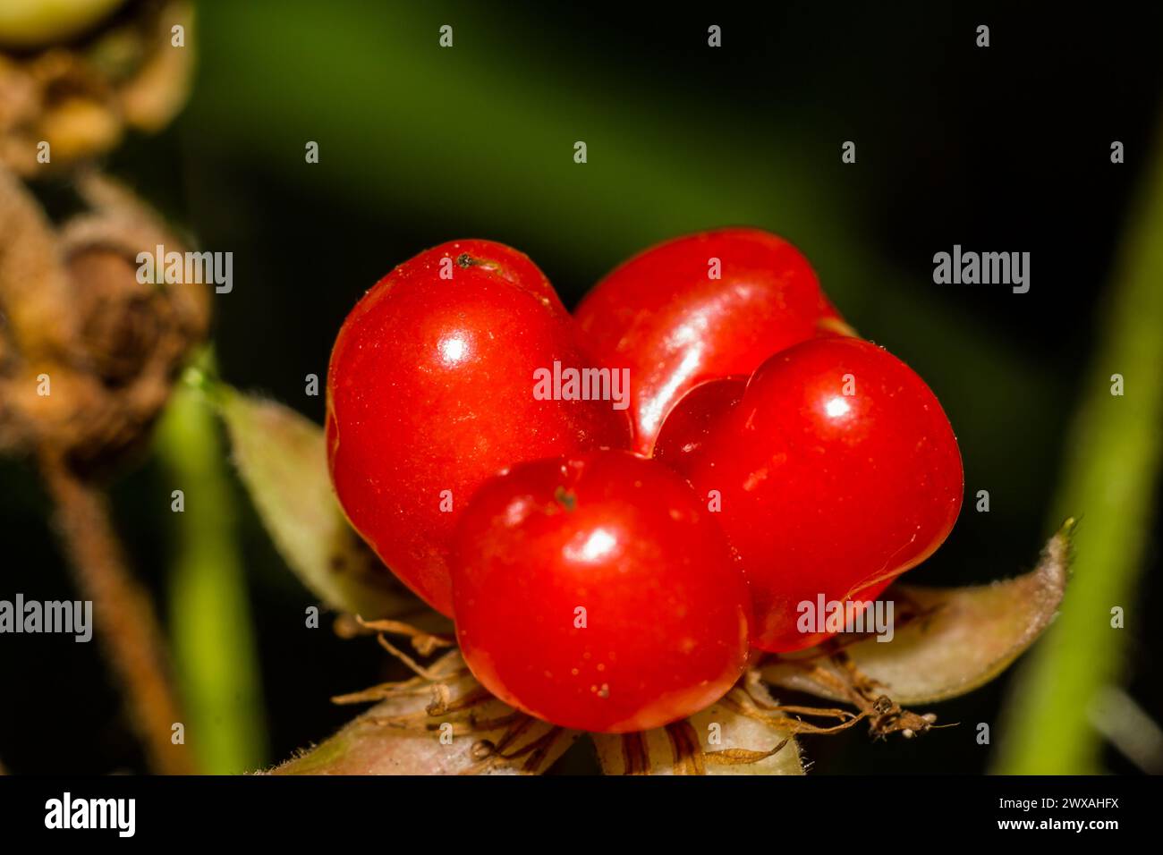 Juicy red berries of a Stone bramble (Rubus saxatilis) closeup Stock Photo