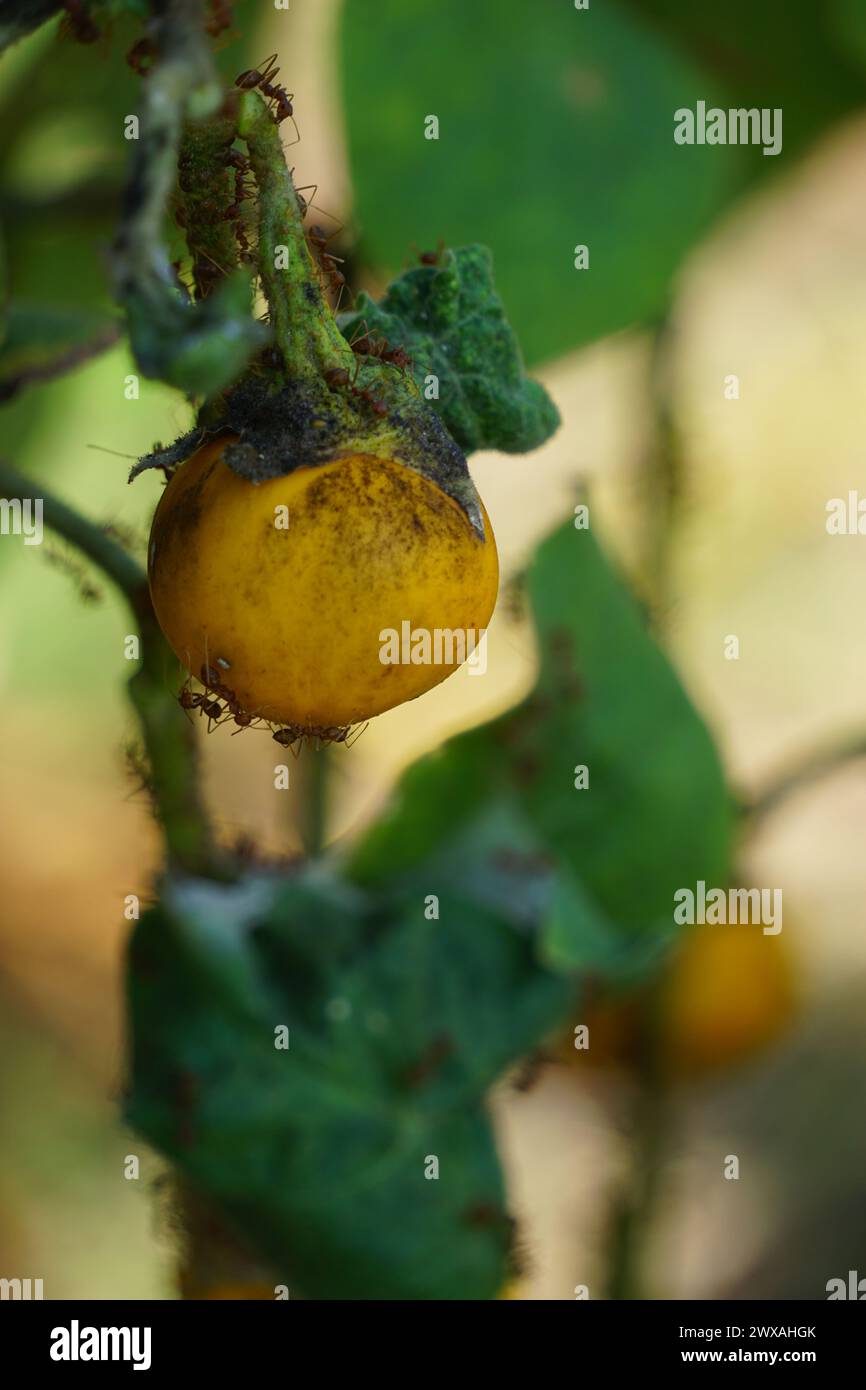 Solanum insanum hi-res stock photography and images - Alamy