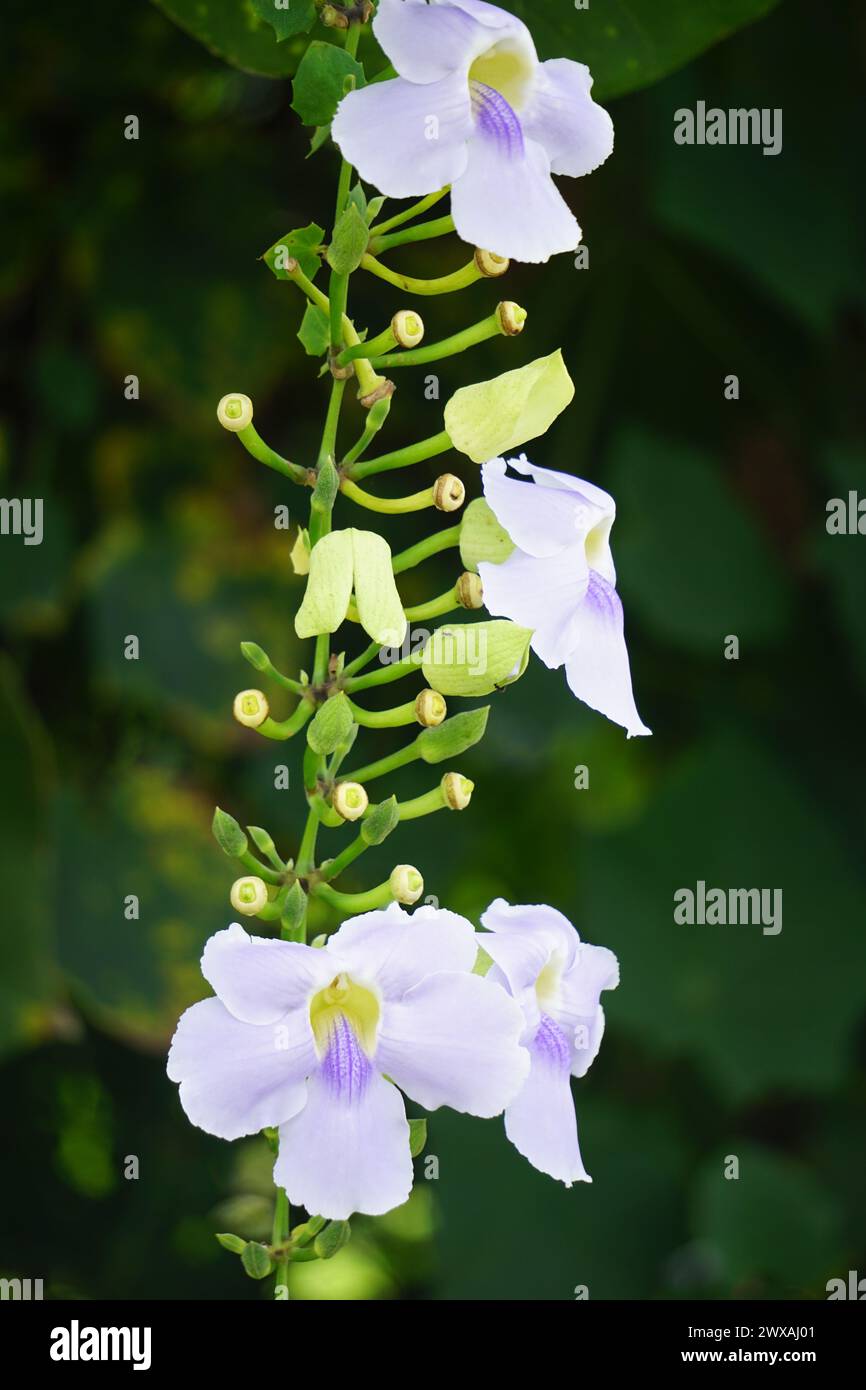 Thunbergia grandiflora (Bengal clockvine, Bengal trumpet, blue skyflower) flower. Plants may grow to about 20 metres in height and have a long root Stock Photo