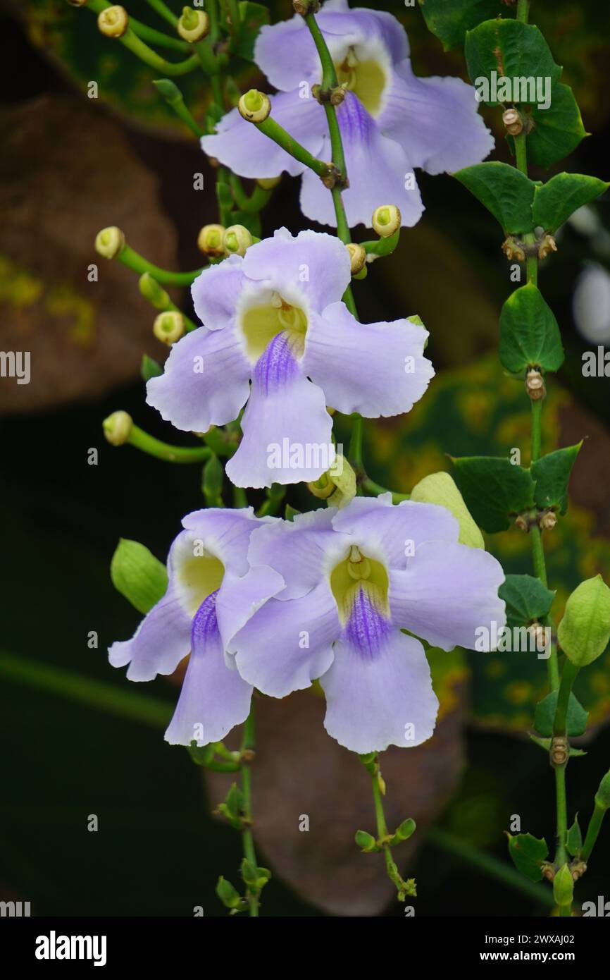Thunbergia grandiflora (Bengal clockvine, Bengal trumpet, blue skyflower) flower. Plants may grow to about 20 metres in height and have a long root Stock Photo