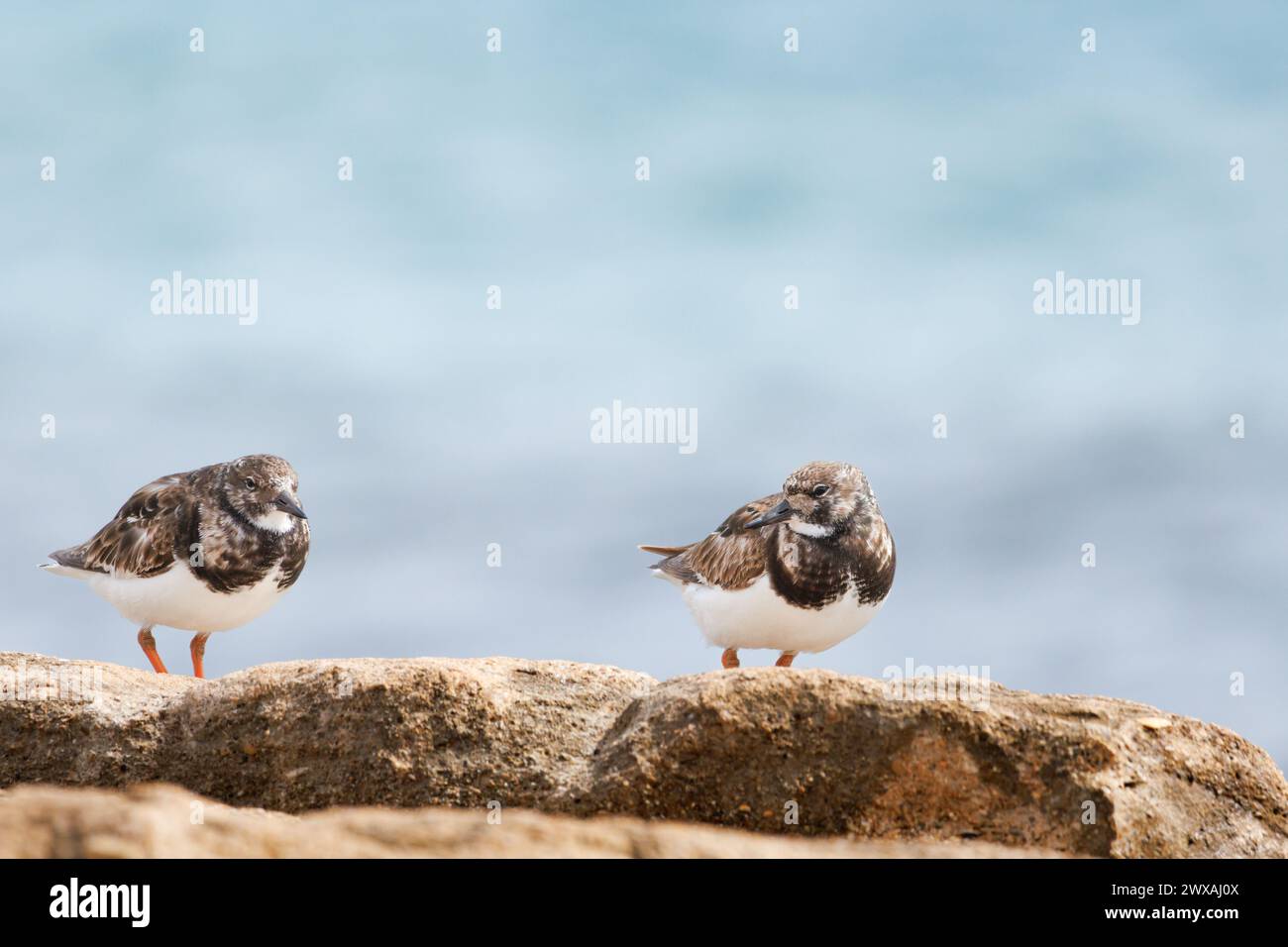 Two Turnstones, Arenaria interpres, perched on rock in the protected area of the Agua Amarga salt marsh beach, Alicante, Spain Stock Photo