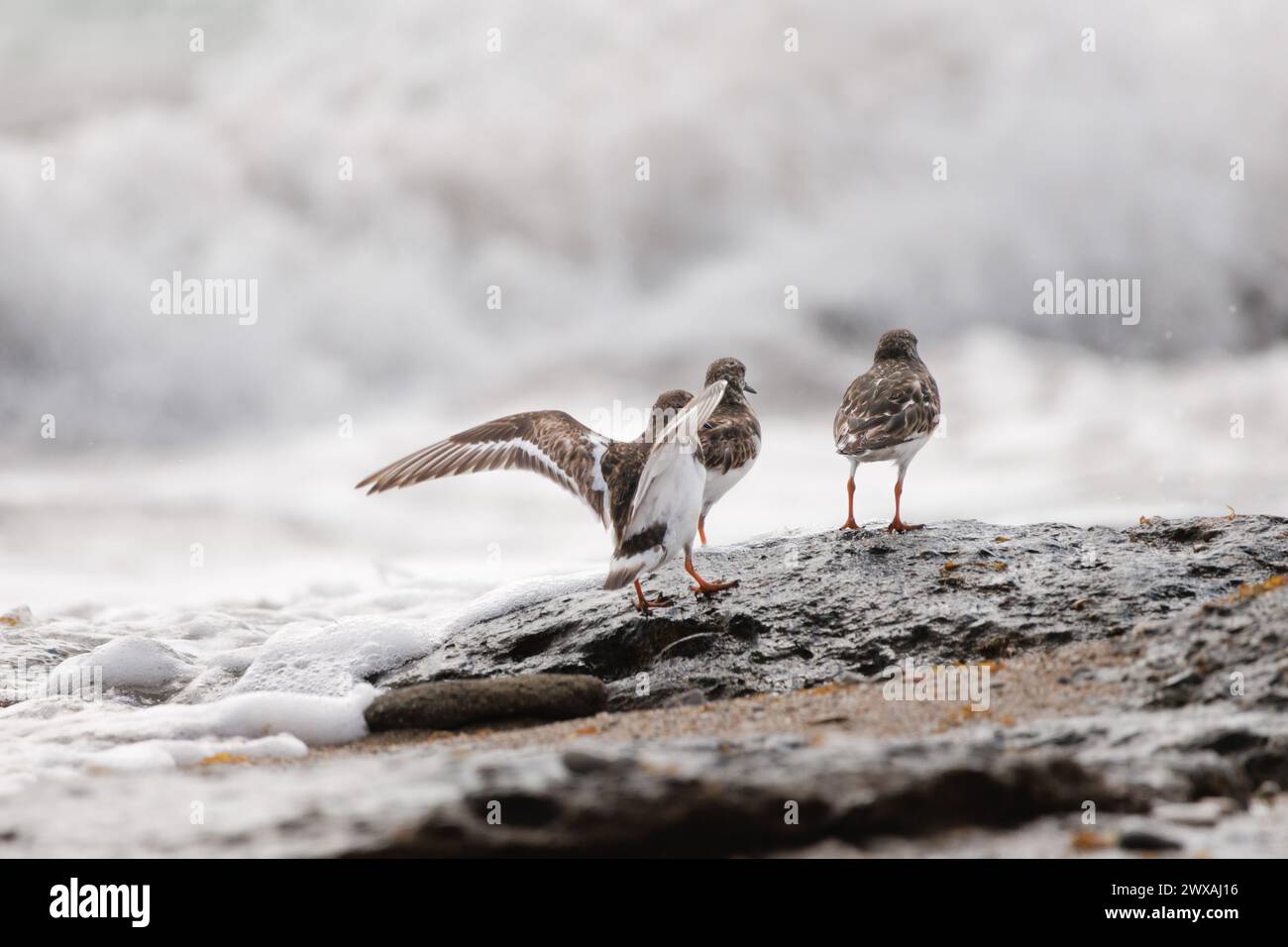 Turnstone, Arenaria interpres, landing on rock with its companions watching the waves break in the Mediterranean Sea, Alicante, Spain Stock Photo
