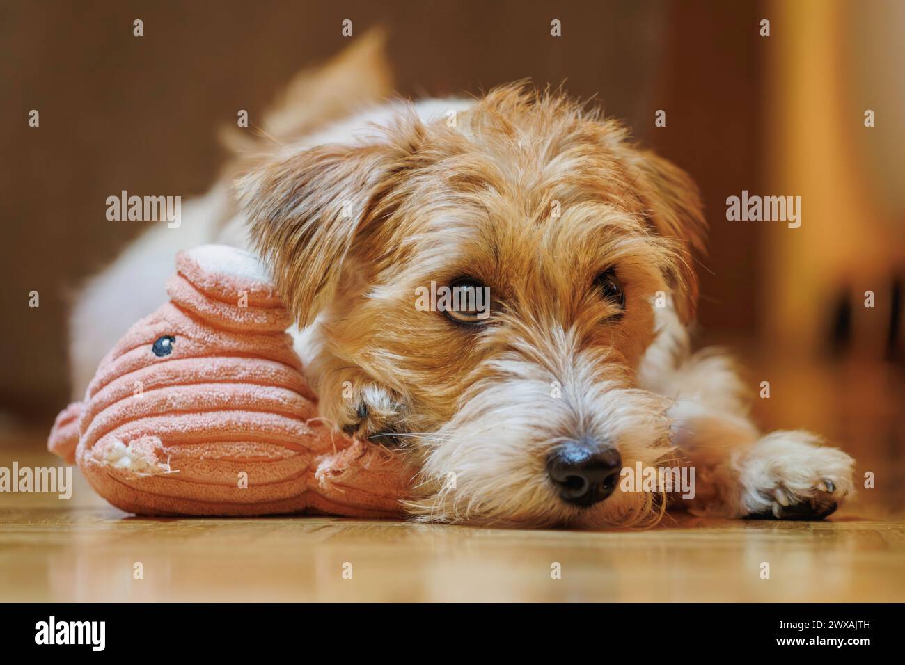 Training for calm down the dog, jack russel terrier Arusha Stock Photo