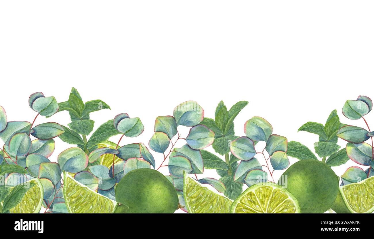 Lime, mint and eucalyptus sprigs. Juicy citrus slices, green leaves. Long horizontal banner with copy space for text. Watercolor illustration Stock Photo