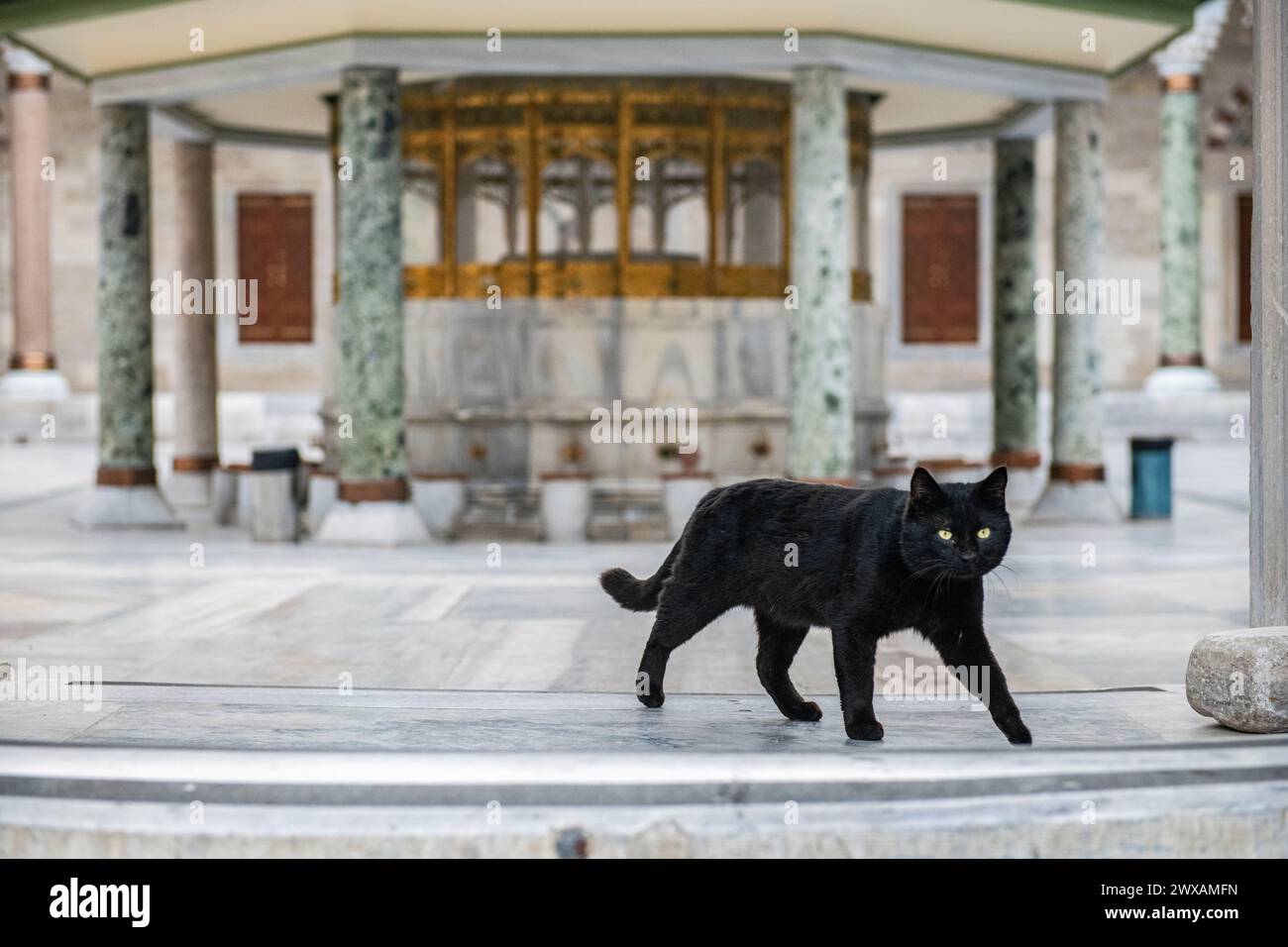 Stray cats turkey hires stock photography and images Alamy