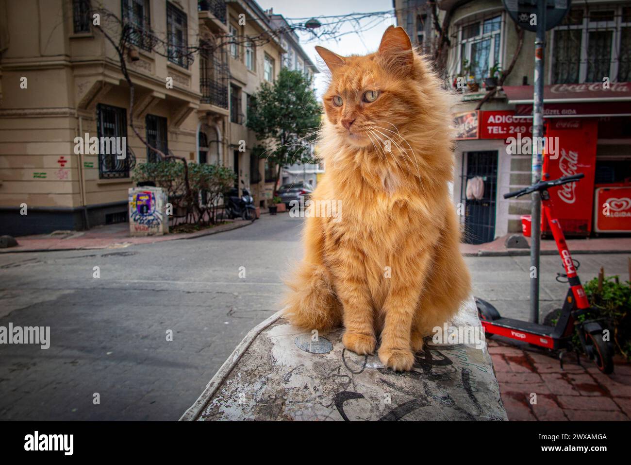 A stray ginger cat sits on a wall in Istanbul, Turkey, City of Cats Stock Photo