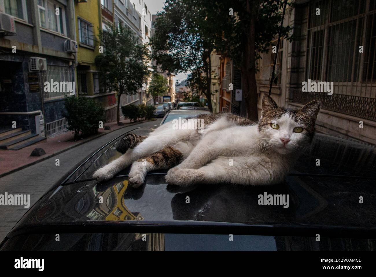 A stray cat relaxes on a car roof in Istanbul, Turkey, City of Cats