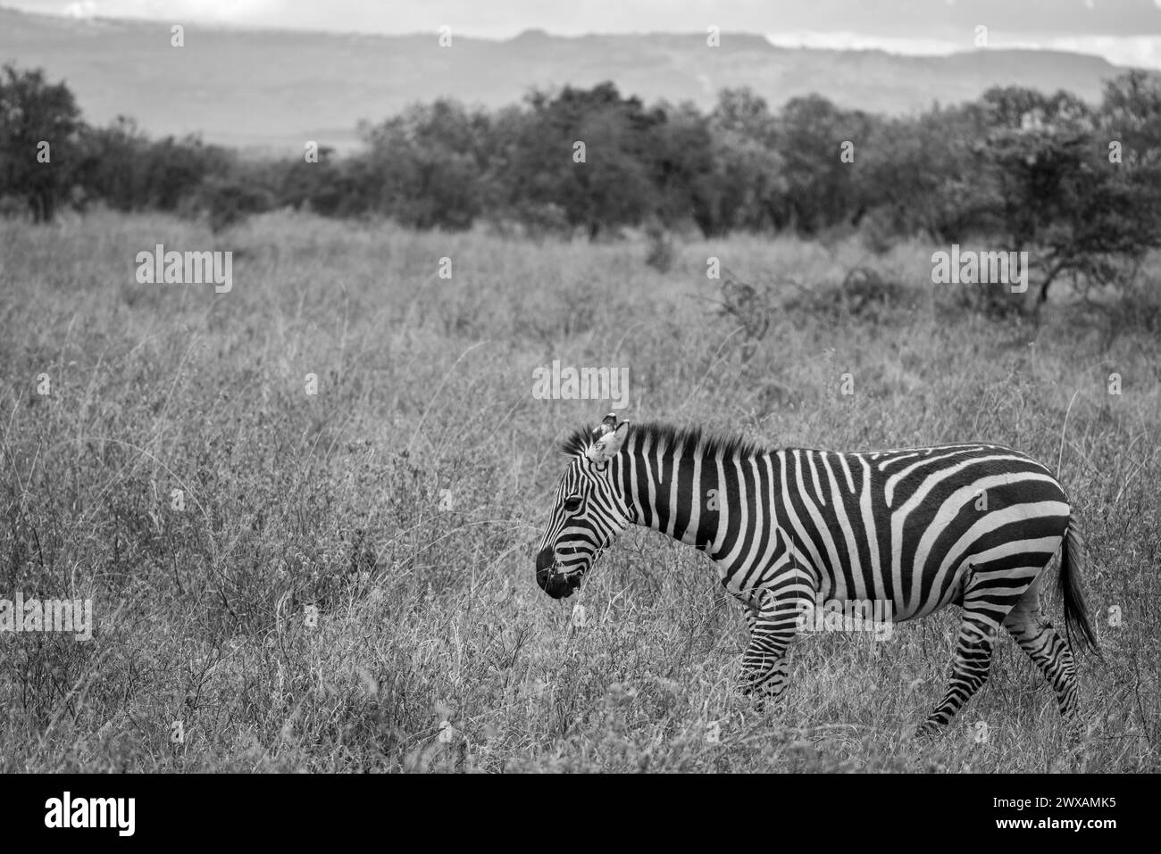 Zebra in Kenya Masai Mara and Amboseli reserve Stock Photo