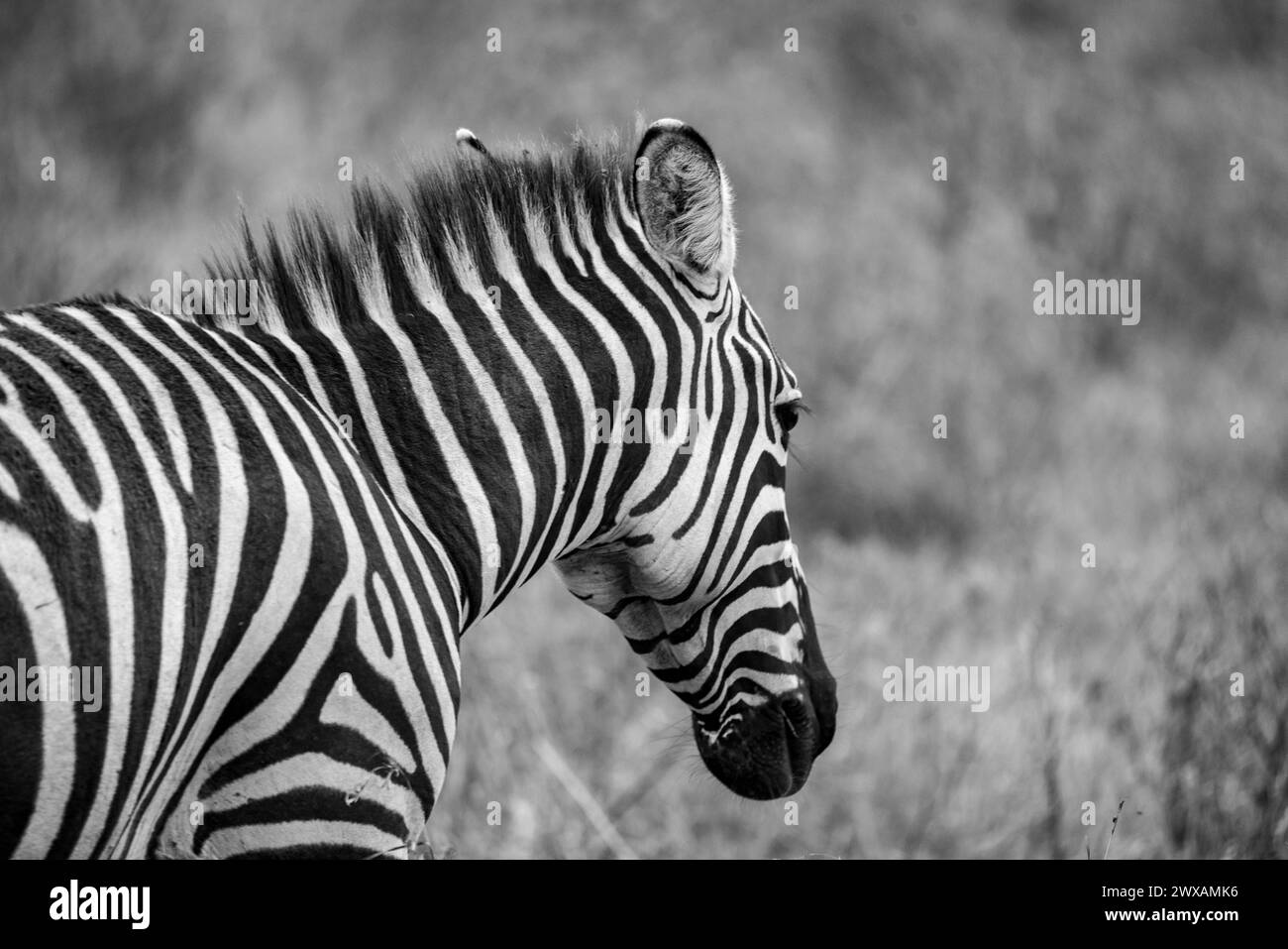 Zebra in Kenya Masai Mara and Amboseli reserve Stock Photo