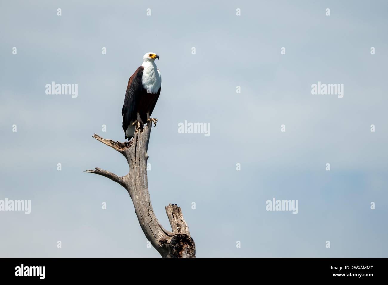 African Fish Eagle in Lake Naivasha Kenya Stock Photo