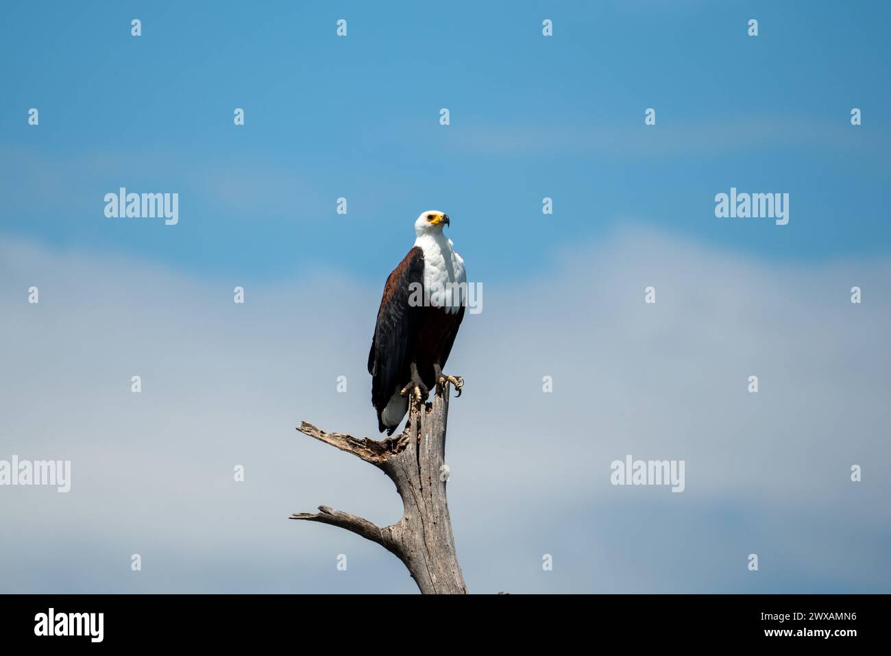 African Fish Eagle in Lake Naivasha Kenya Stock Photo