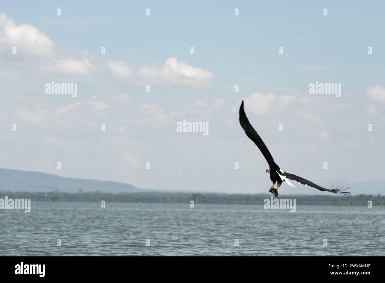 African Fish Eagle in Lake Naivasha Kenya Stock Photo