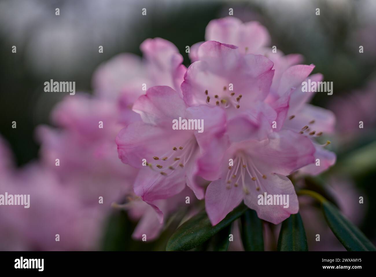 Pink Rhodos Pink rhododendron blossom close up Stock Photo - Alamy