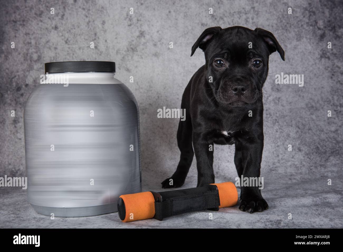 Black American Staffordshire Bull Terrier dog puppy with dumbbells for sports and a jar of vitamins. Stock Photo