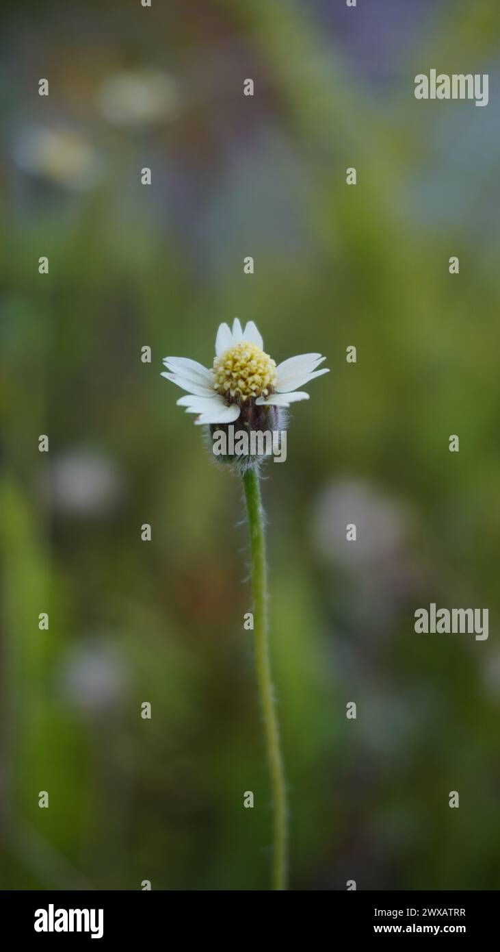 A single Tridax Procumbens with bokeh background Stock Photo