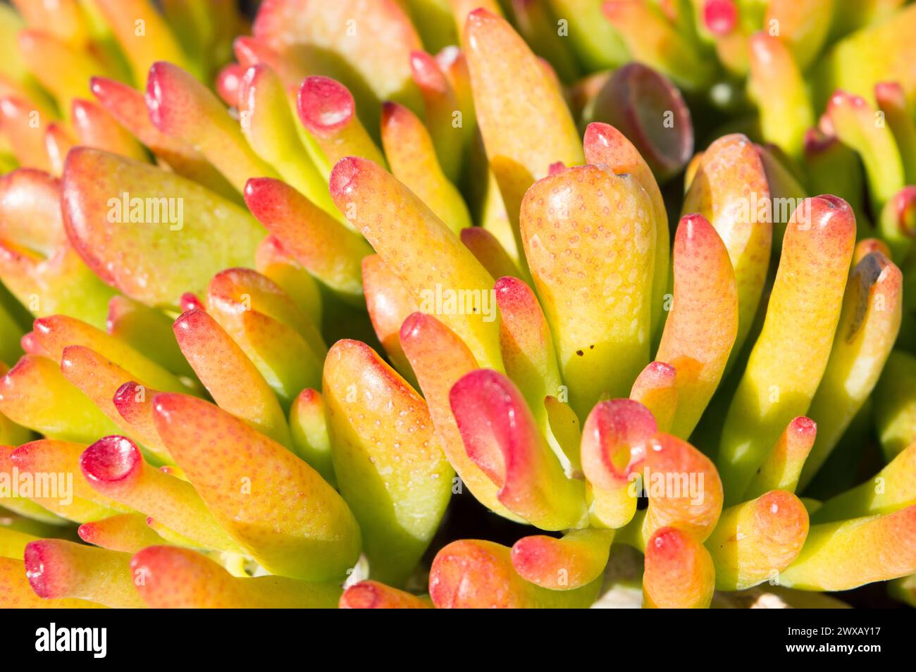 Crassula ovata gollum succulent outdoors with tubular, trumpet shaped leaves and red tops Stock Photo