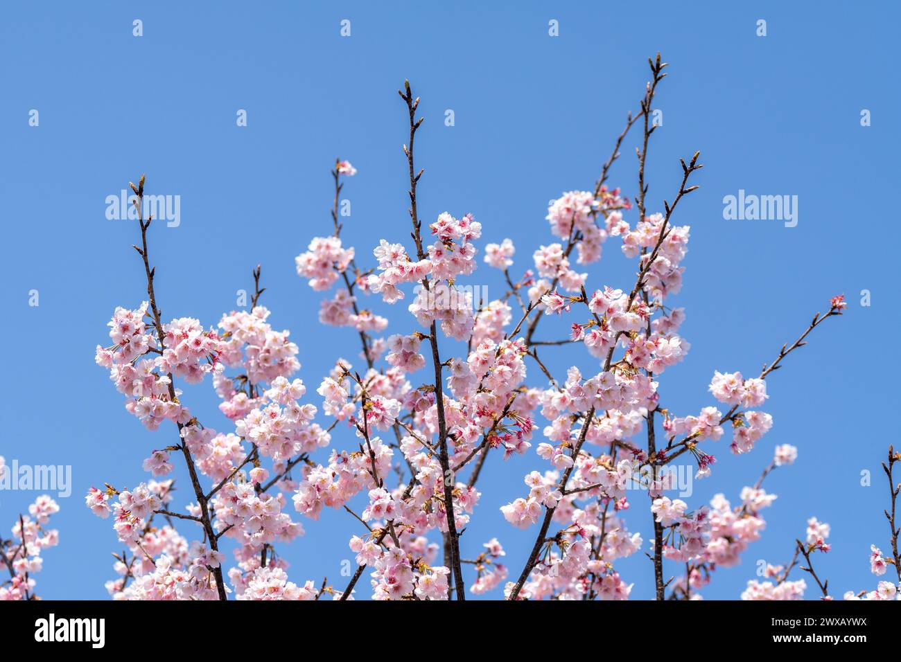 Pink cherry blossom(Cherry blossom, Japanese flowering cherry) on the ...
