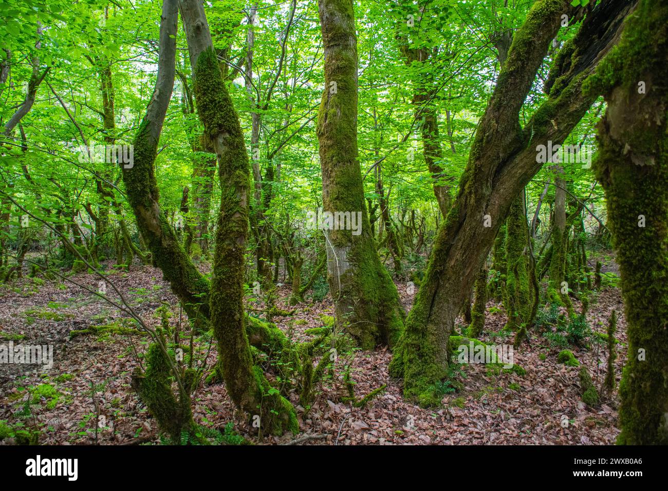 green north jungles of Iran Rasht, Gilan province, Iran Stock Photo - Alamy