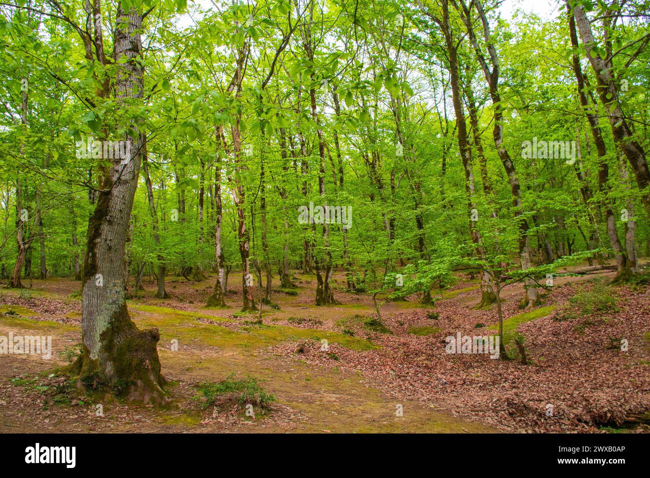 Auhneesh nicole leak