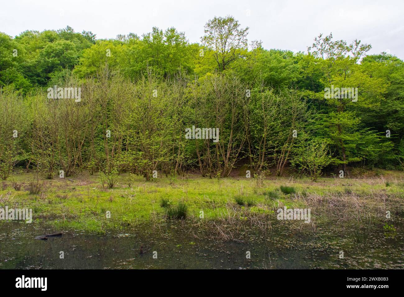 green north jungles of Iran Rasht, Gilan province, Iran Stock Photo - Alamy