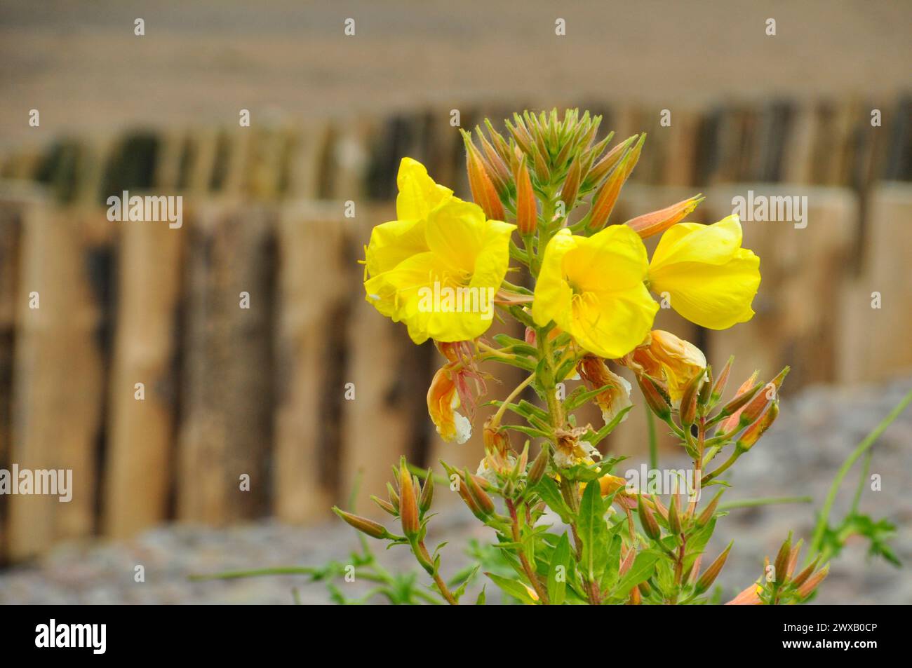 Evening Primrose flower 'Oenothera biennis' on the beach at Dunster in Somerset in early July. Stock Photo