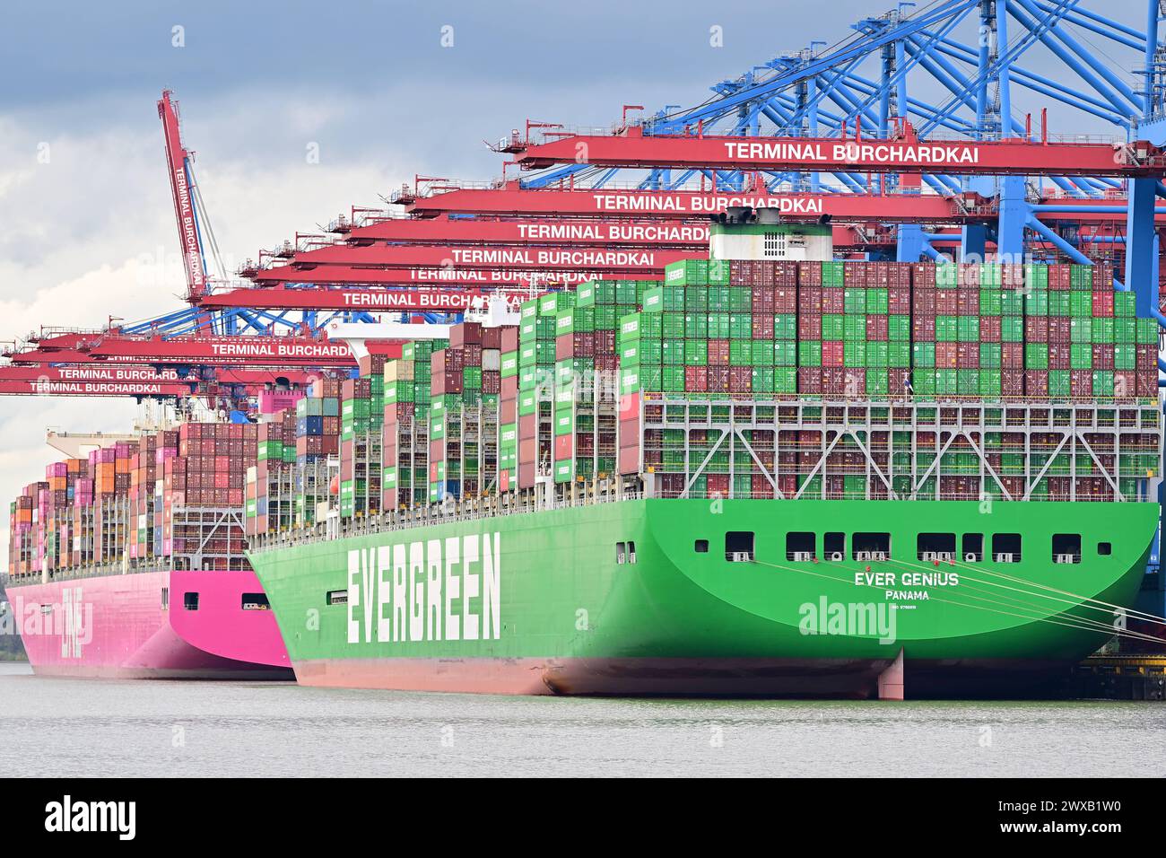 Stock- und Symbolbilder I 29.03.2024 Containerschiff, Containerfrachter, Evergreen, grün, one, pink, ever genius, panama, Burchardkai, Terminal Buchardkai, Kran, Kräne, Beladung Hamburg Hamburg Hamburg Deutschland *** Stock and symbolic images I 29 03 2024 Container ship, container freighter, evergreen, green, one, pink, ever genius, panama, Burchardkai, Terminal Buchardkai, crane, cranes, loading Hamburg Hamburg Hamburg Germany Copyright: xLobeca/FelixxSchlikisx Stock Photo