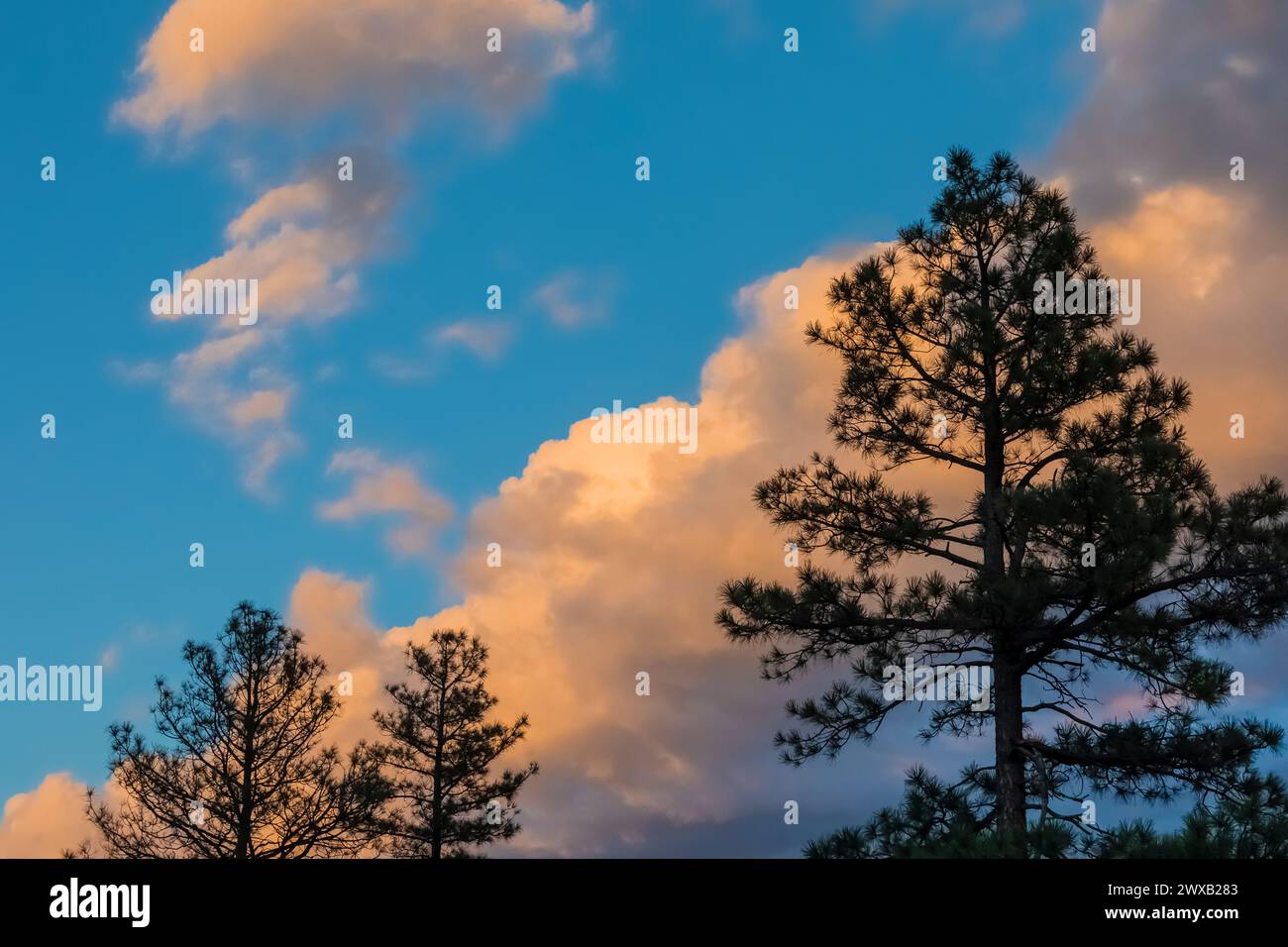 Ponderosa Pine and sunset clouds in Bandelier National Monument, New Mexico, USA Stock Photo