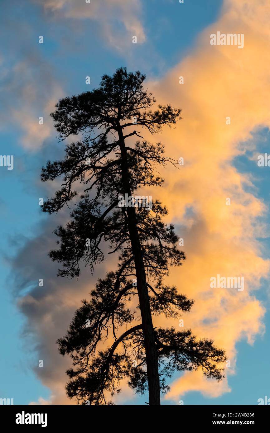 Ponderosa Pine and sunset clouds in Bandelier National Monument, New Mexico, USA Stock Photo