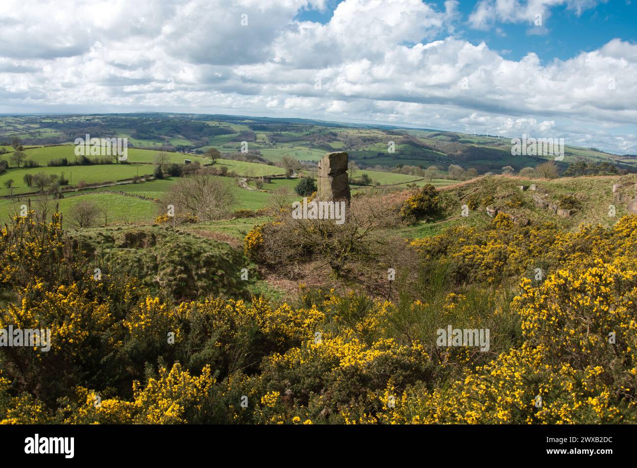 Alport Hights in the Spring.  Magnificent display of Gorse. Stock Photo