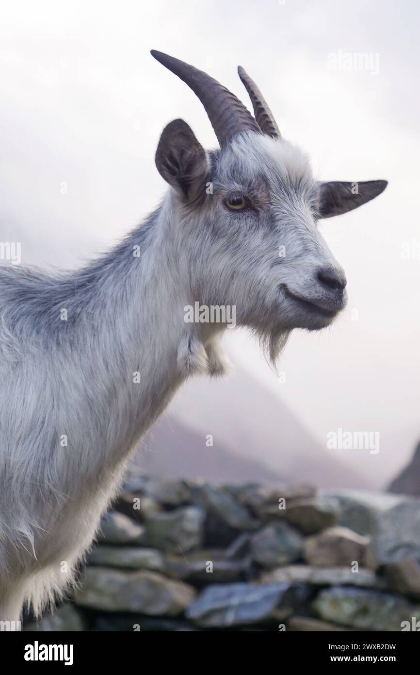A dairy goat breed hi-res stock photography and images - Page 2 - Alamy